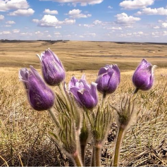 crocuscollexion
